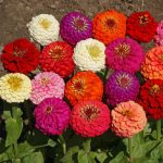 cultivar Zinnias en macetas y jardineras jardineria y paisajismo madrid Jardinea