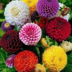 Dalias. cultivar plantas en macetas y jardineras jardineria y paisajismo madrid Jardinea