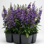cultivar Angelonias en macetas y jardineras jardineria y paisajismo madrid Jardinea 16