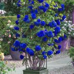 Diseño y mantenimiento de jardines en Madrid -Jardineras y macetas cuadrada