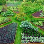 jardin de hierbas de exterior