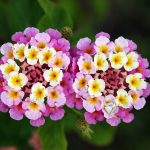 lantana 1- 20 plantas de verano fáciles de cuidar Diseño de jardines en madrid y mantenimiento Jardinea
