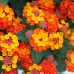 lantana 2- 20 plantas de verano fáciles de cuidar Diseño de jardines en madrid y mantenimiento Jardinea