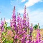 7 plantas que te ayudarán a abrir menos el grifo. Jardineros Madrid