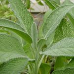 plantas anti mosquitos Diseño de jardines en Moraleja Alcobendas.jpg
