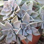 sedum-1 - 20 plantas de verano fáciles de cuidar Diseño de jardines en madrid y mantenimiento Jardinea