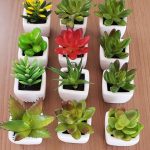 suculentas-- 20 plantas de verano fáciles de cuidar Diseño de jardines en madrid y mantenimiento Jardinea